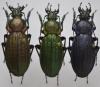 Carabus monilis